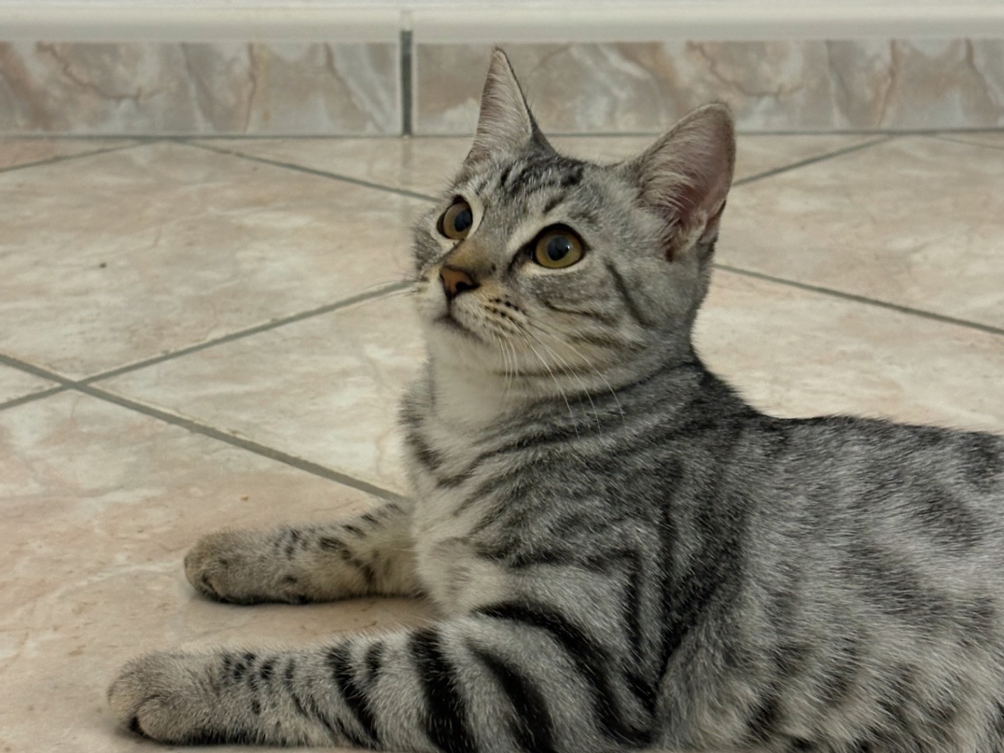 Adozione gatto, femmina, Razza sconosciuta Razza sconosciuta, 4 mesi, taglia non valida, Milano