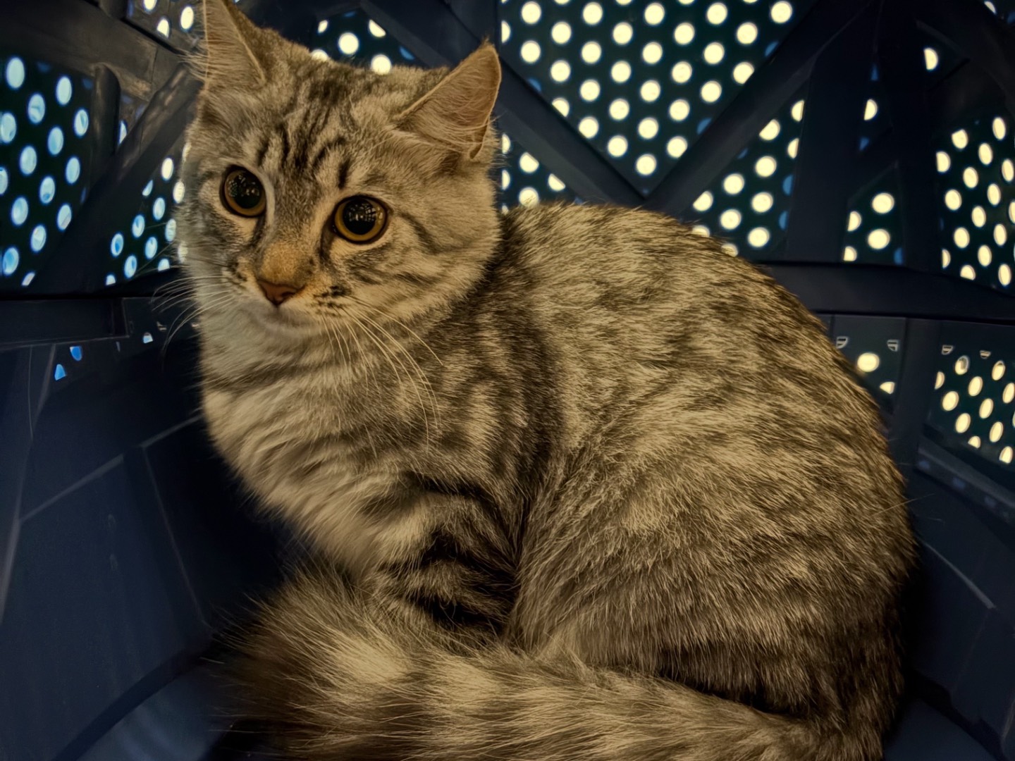 Adozione gatto, femmina, Razza sconosciuta Razza sconosciuta, 4 mesi, taglia non valida, Milano