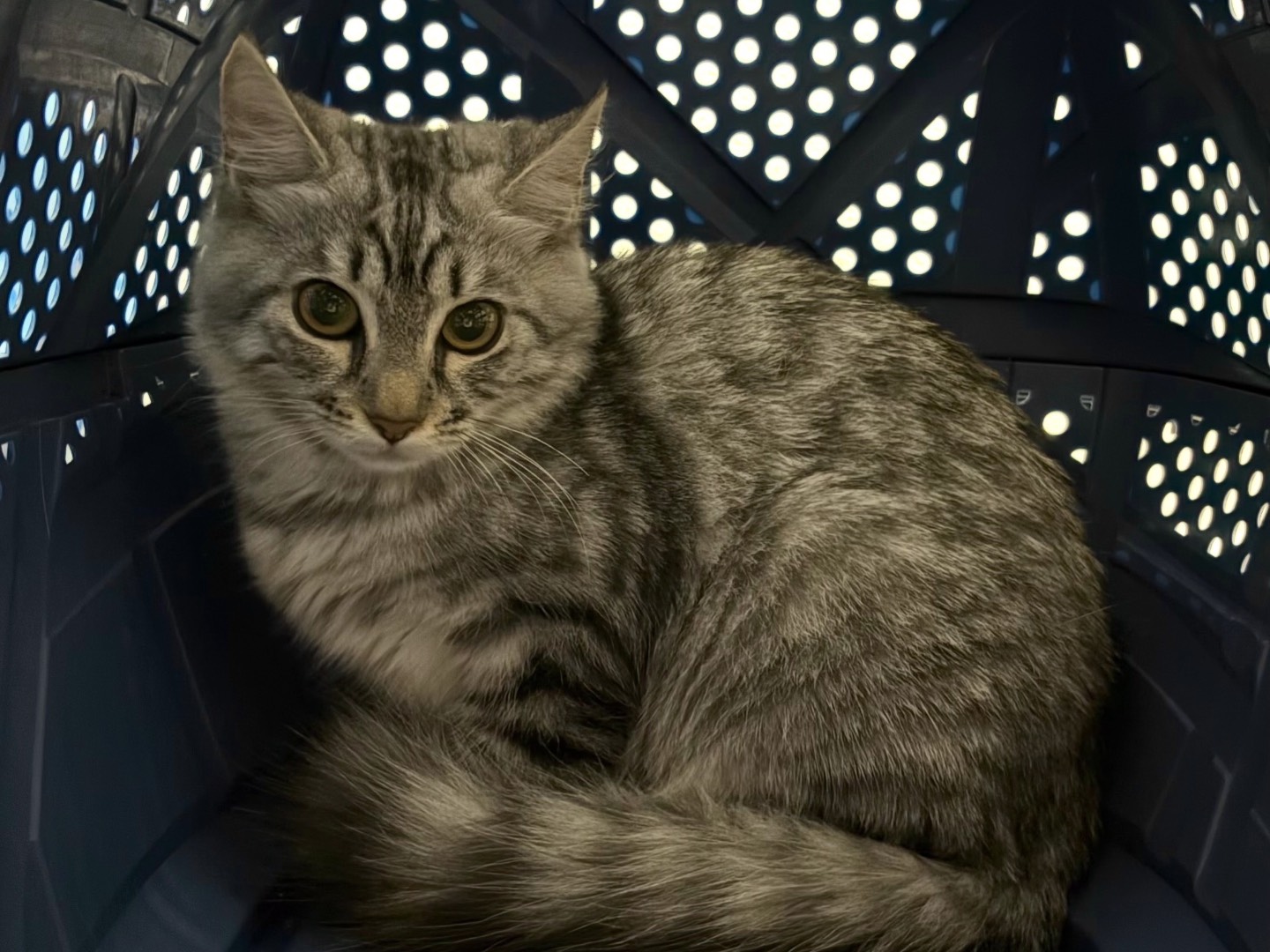 Adotta un gatto, femmina, 4 mesi, Milano