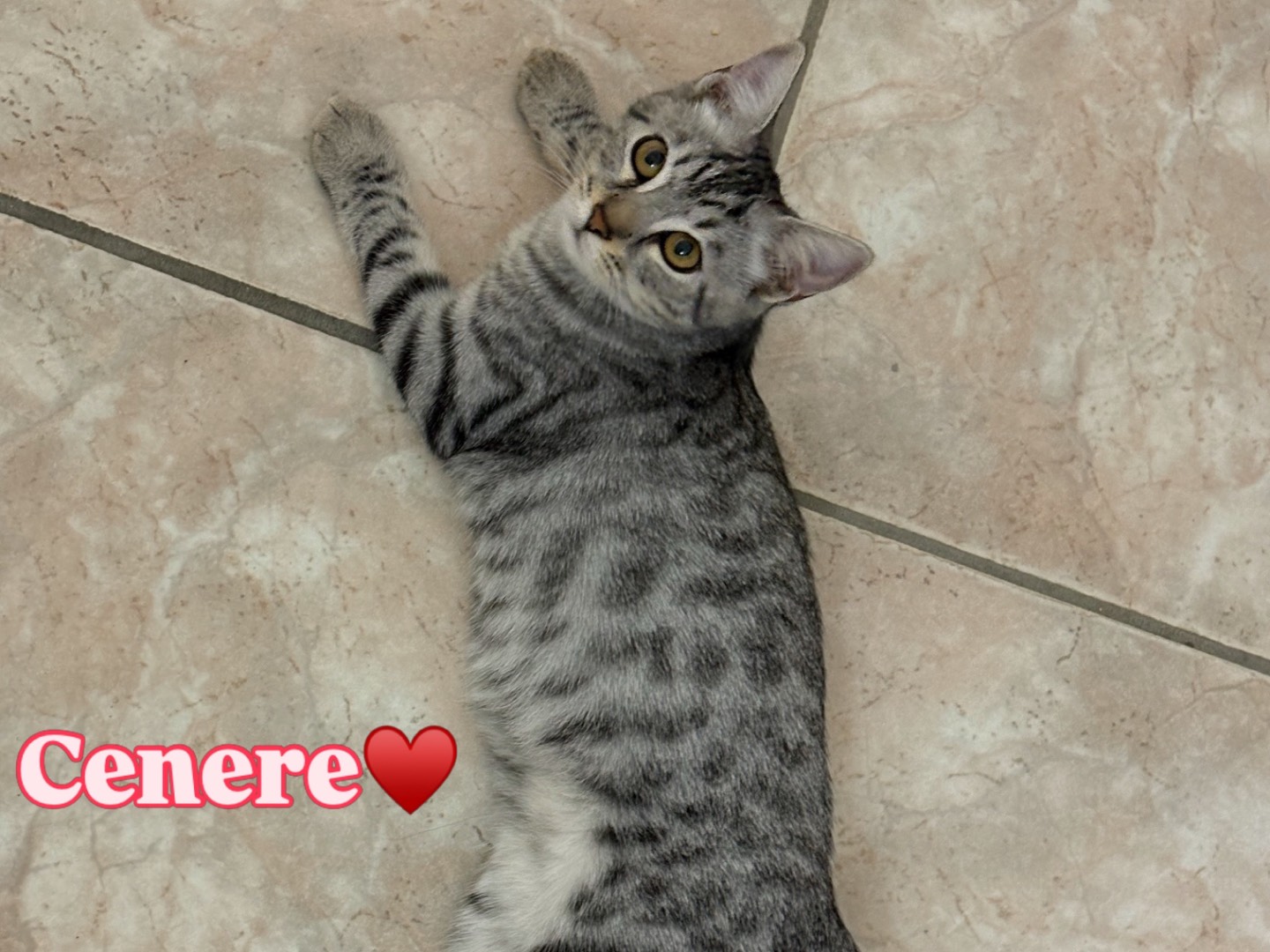 Adotta un gatto, femmina, 4 mesi, Milano