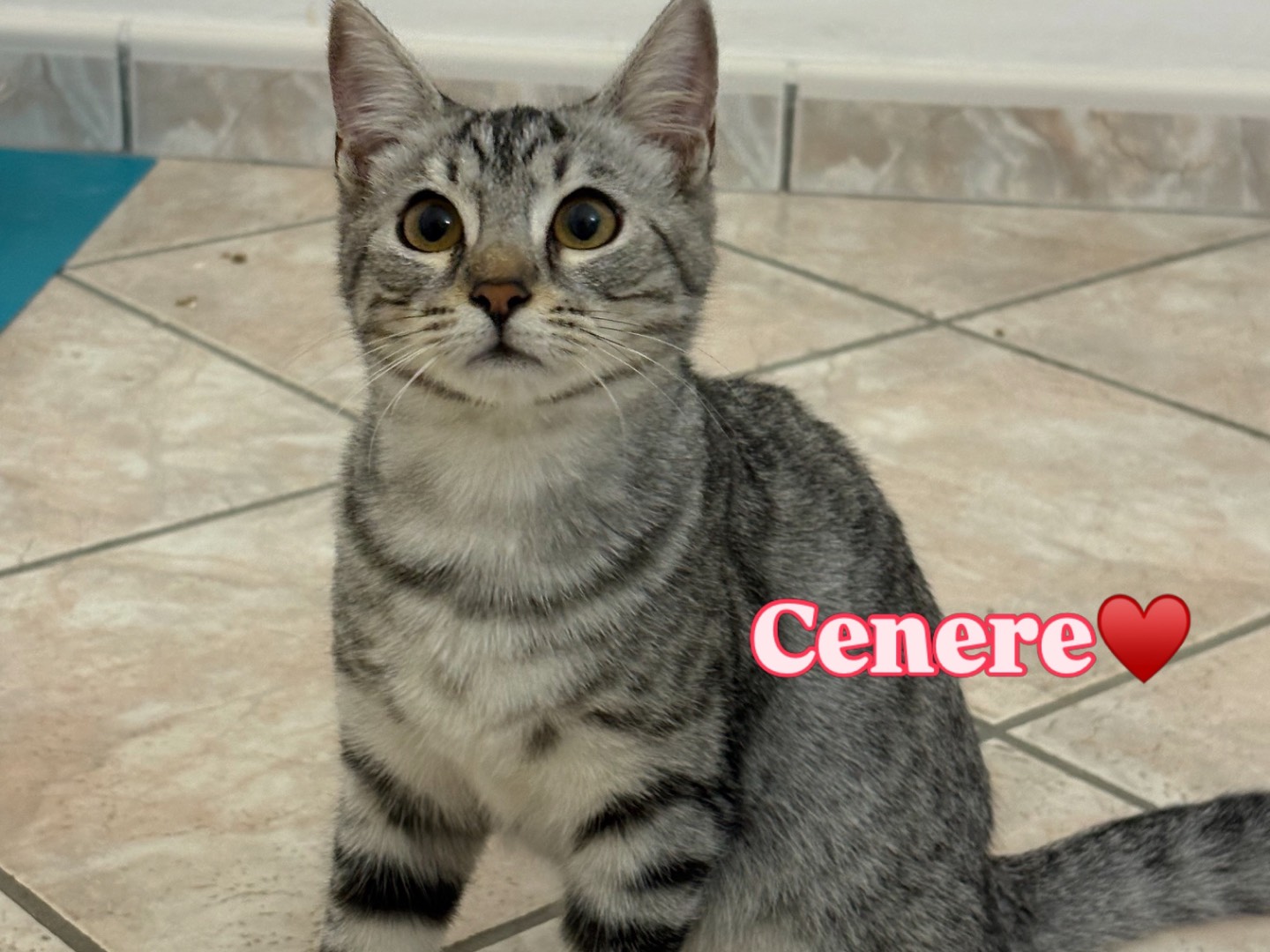 Adotta un gatto, taglia non valida, femmina, Milano