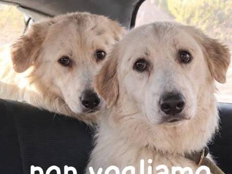 Adozione cane, femmina, Razza sconosciuta Razza sconosciuta, 1 anno e 8 mesi, taglia grande, Asti