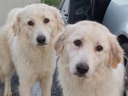 Adotta un cane, femmina, 1 anno e 8 mesi, Asti