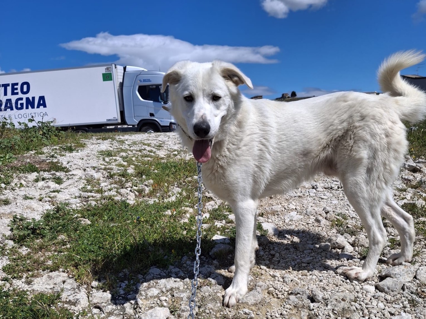 Adozione cane, maschio, Golden Retriever Pastore maremmano, 1 anno, taglia grande, Agrigento