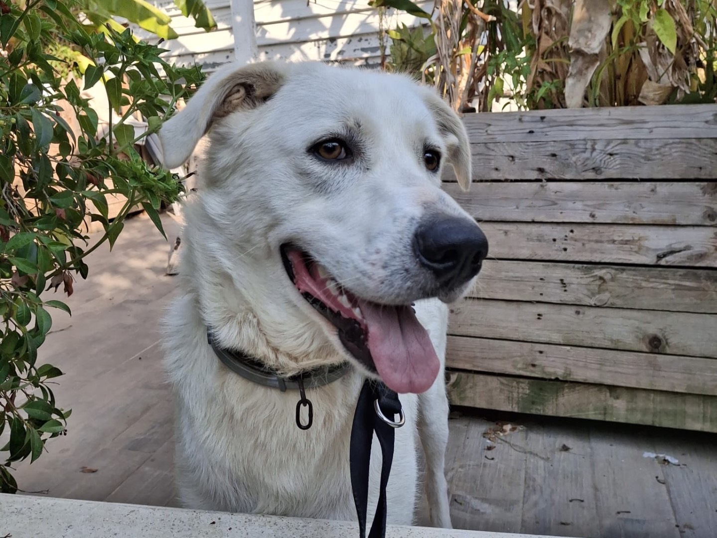 Adotta un cane, maschio, 1 anno, Agrigento