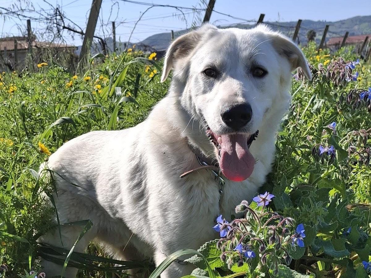 Adotta un cane, taglia grande, maschio, Agrigento