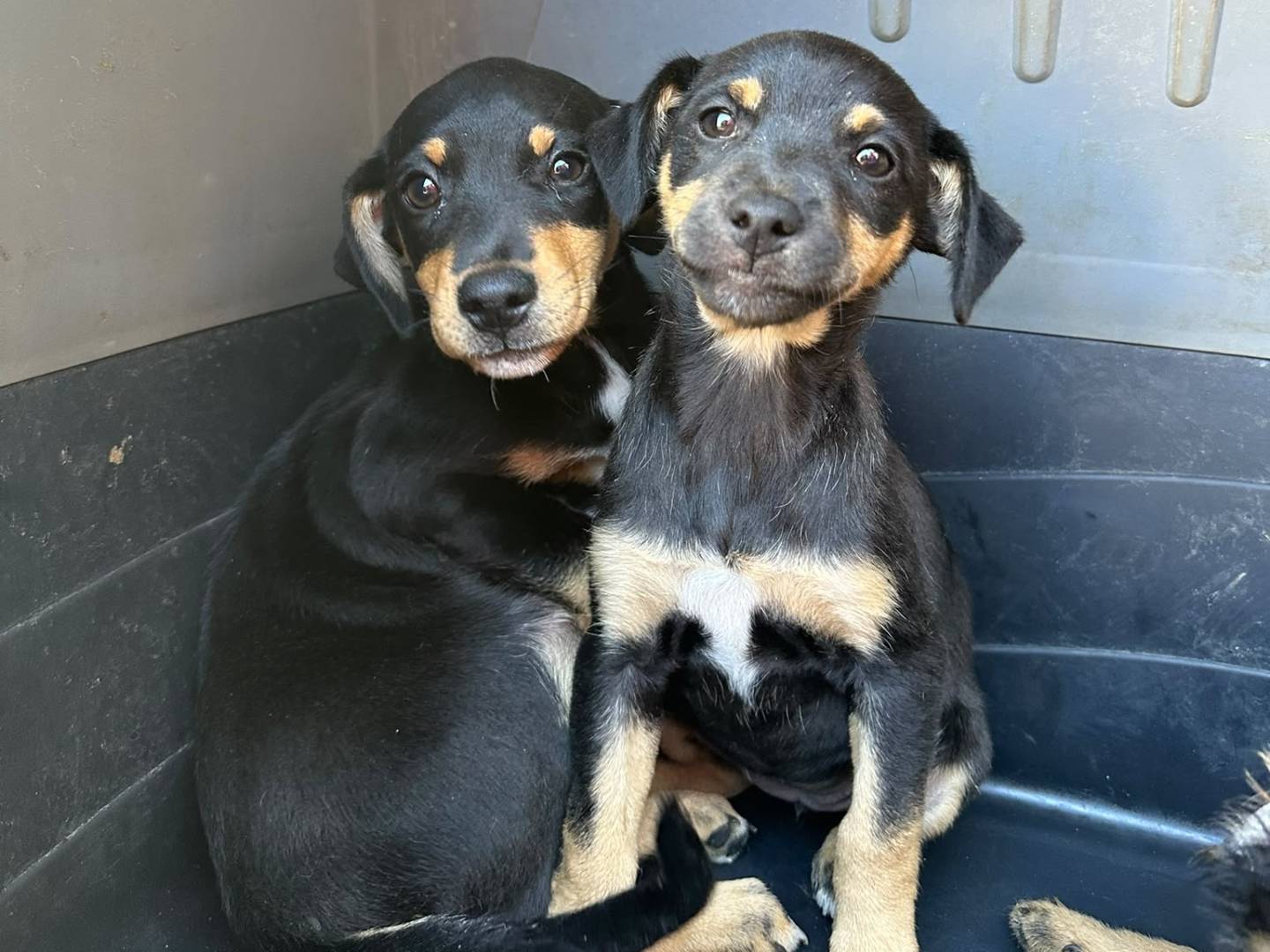 Adozione cane, femmina, Razza sconosciuta Razza sconosciuta, 2 mesi, taglia media contenuta, Avellino