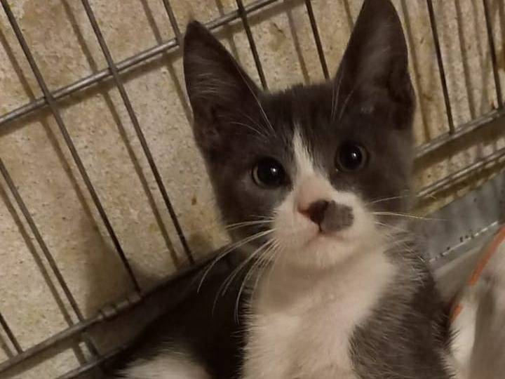 Adozione gatto, femmina, Razza sconosciuta Razza sconosciuta, 2 mesi, taglia non valida, Bari