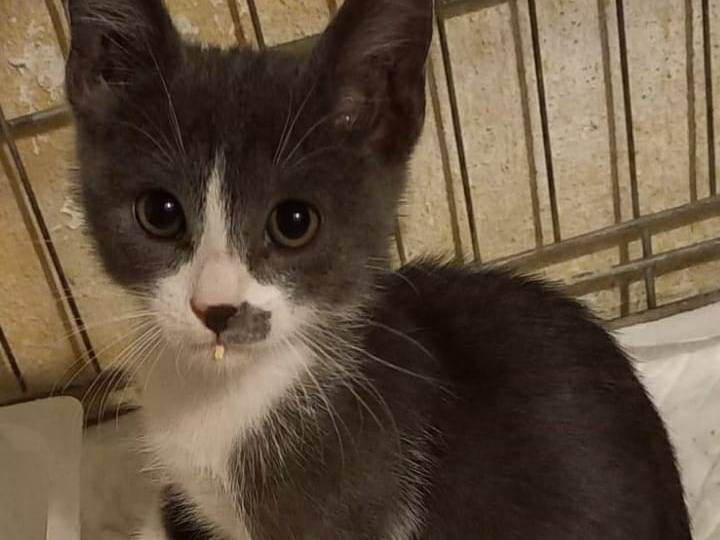 Adotta un gatto, femmina, 2 mesi, Bari
