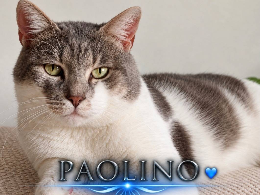 Adozione gatto, maschio, Razza sconosciuta Razza sconosciuta, 2 anni e 10 mesi, taglia non valida, Catania