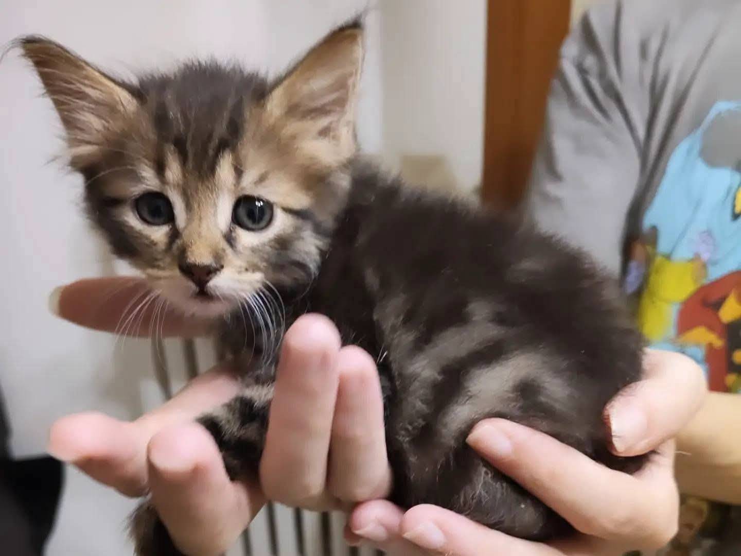 Adozione gatto, femmina, Razza sconosciuta Razza sconosciuta, 2 mesi, taglia non valida, Chieti
