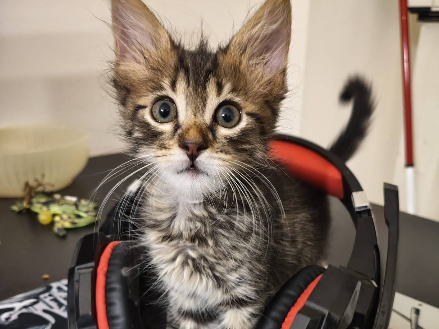 Adotta un gatto, femmina, 2 mesi, Chieti
