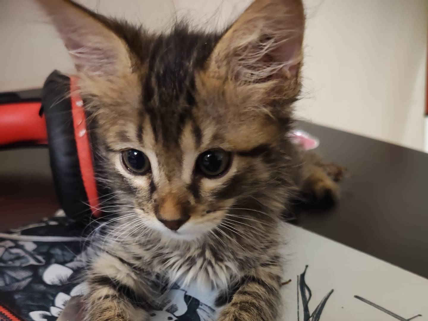 Adotta un gatto, taglia non valida, femmina, Chieti