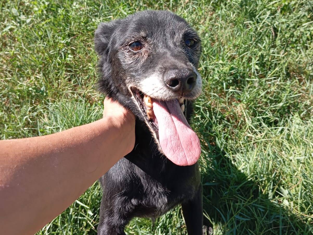 Adotta un cane, maschio, 9 anni e 9 mesi, Caserta