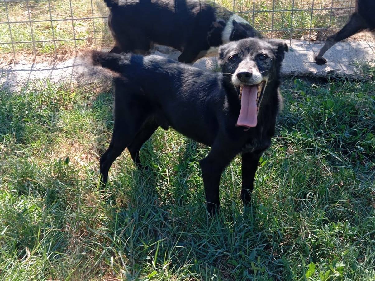 Adotta un cane, taglia media contenuta, maschio, Caserta