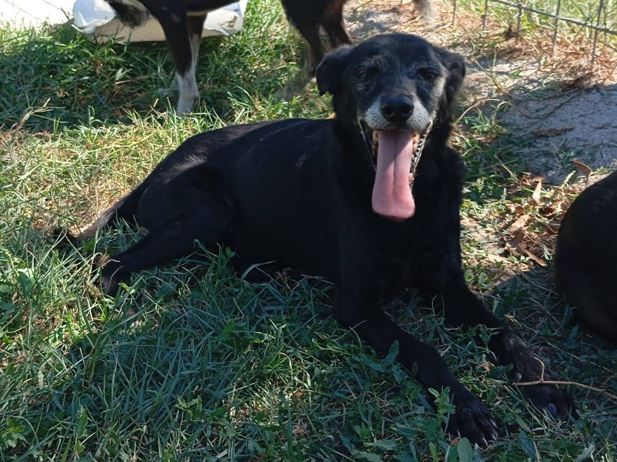 Vuoi adottare un cane a Caserta?