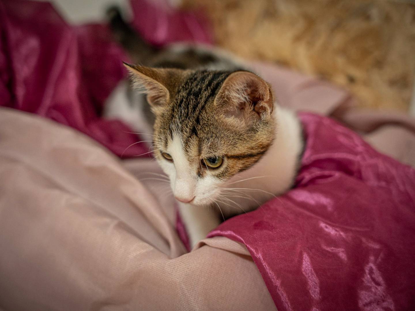 Adotta un gatto, femmina, 5 mesi, Bari