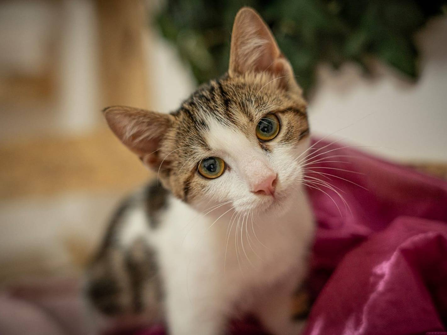 Adotta un gatto, taglia non valida, femmina, Bari