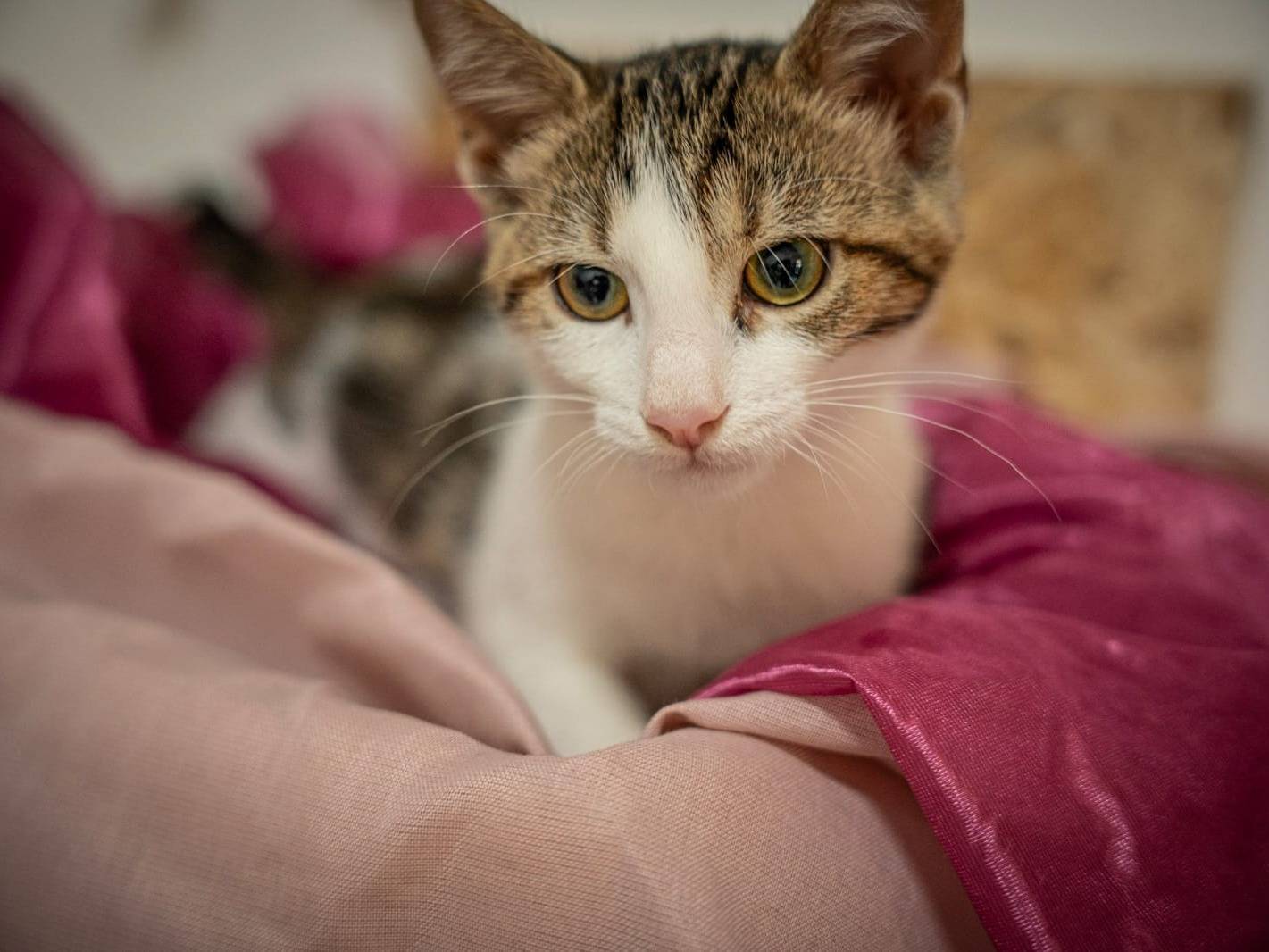 Vuoi adottare un gatto a Bari?