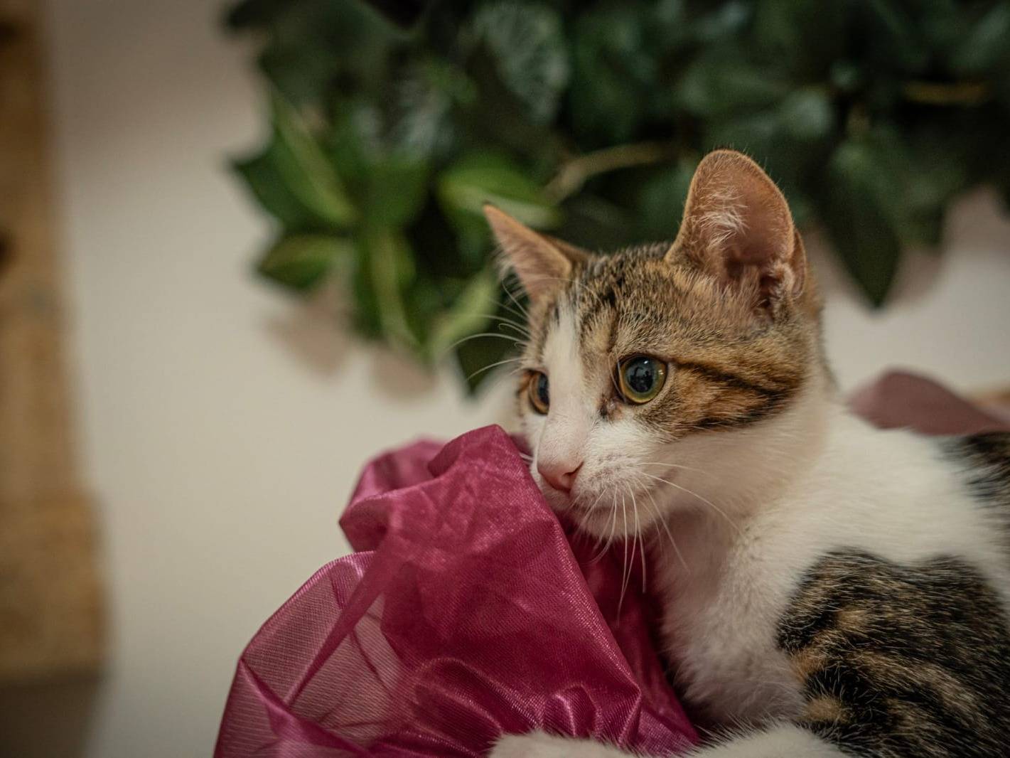 Adotta il gatto Berta a Bari