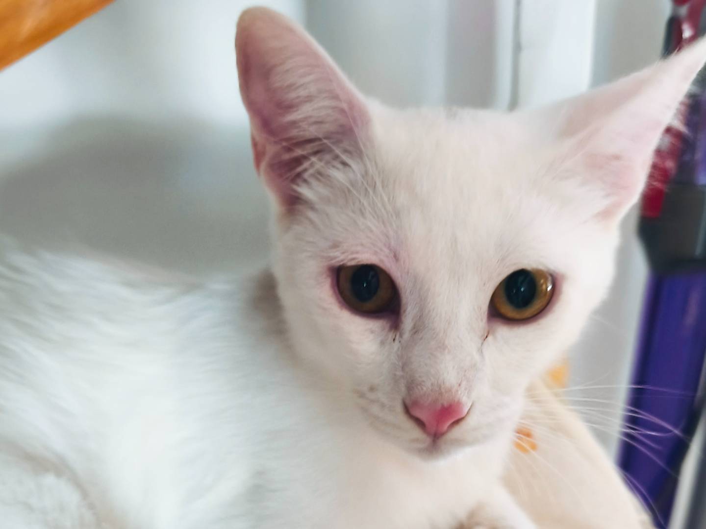 Adotta un gatto, maschio, 7 mesi, Sassari