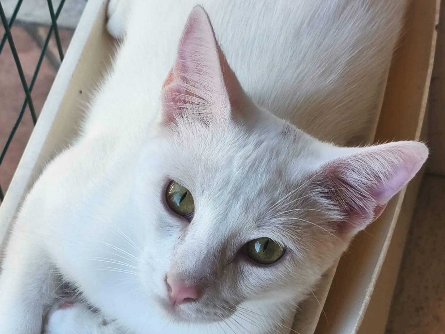 Adotta un gatto, taglia non valida, maschio, Sassari