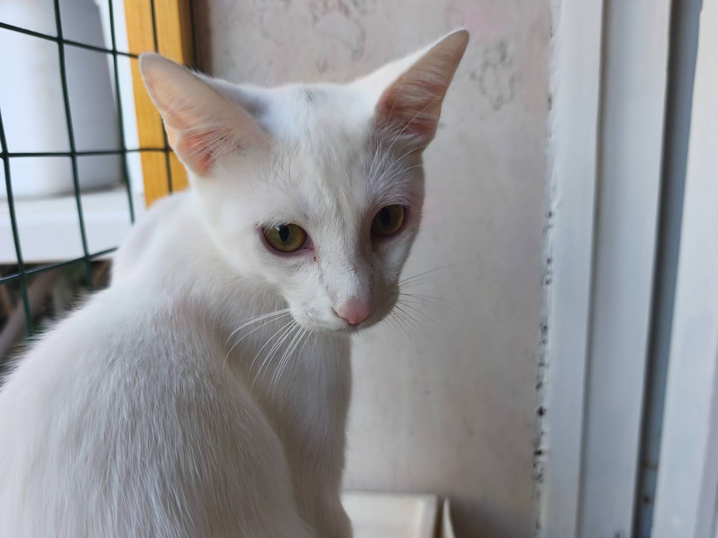 Vuoi adottare un gatto a Sassari?