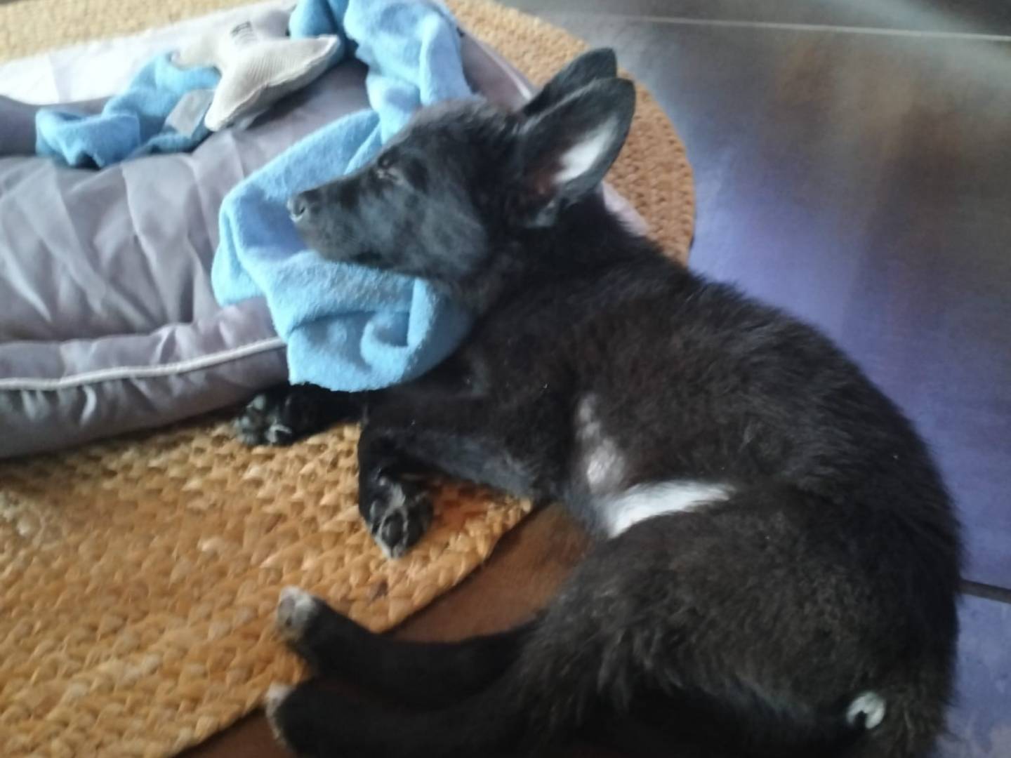 Adozione cane, maschio, Razza sconosciuta Razza sconosciuta, 4 mesi, taglia media contenuta, Latina