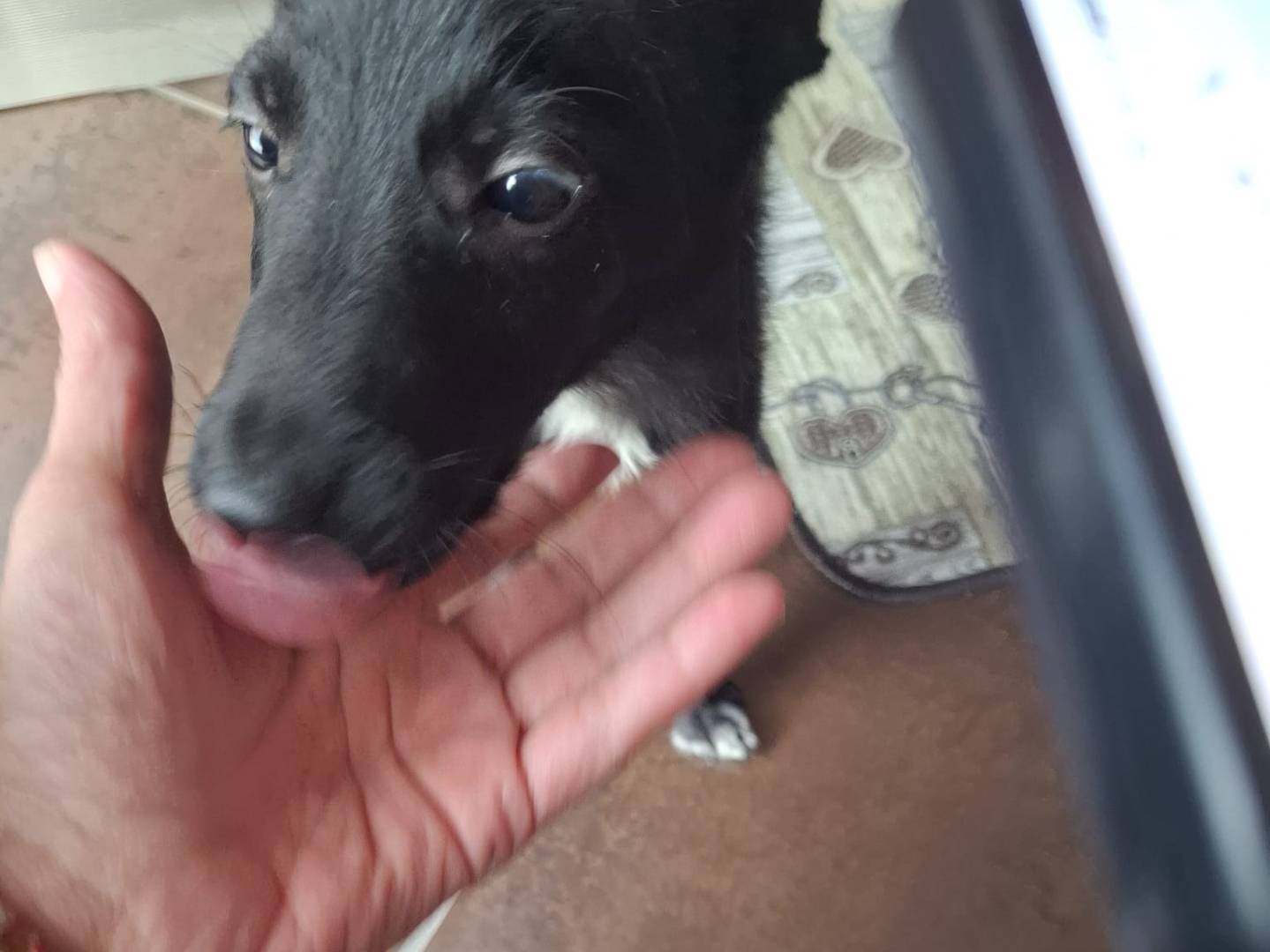 Adotta un cane, maschio, 4 mesi, Latina