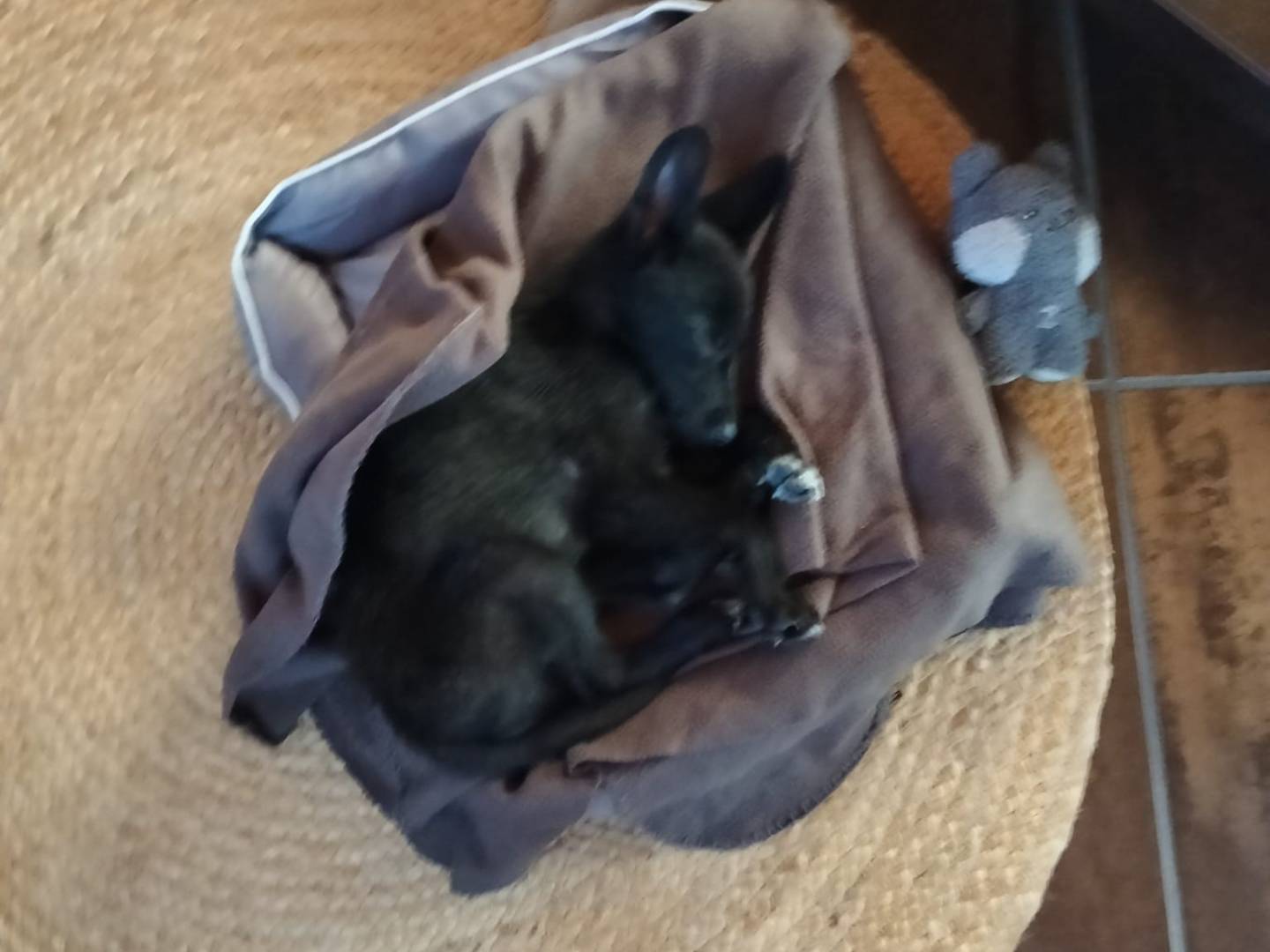 Adotta un cane, taglia media contenuta, maschio, Latina