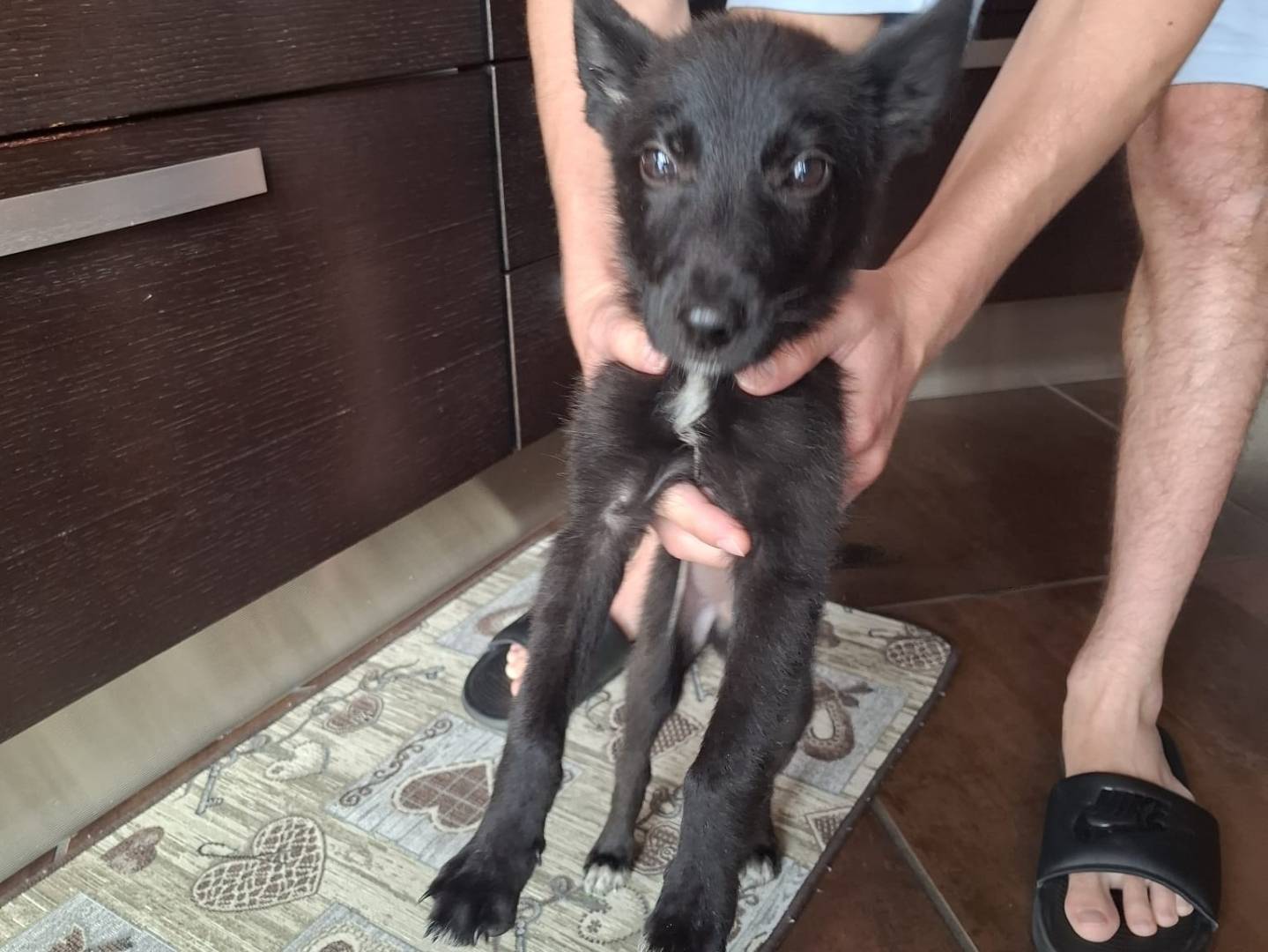 Vuoi adottare un cane a Latina?