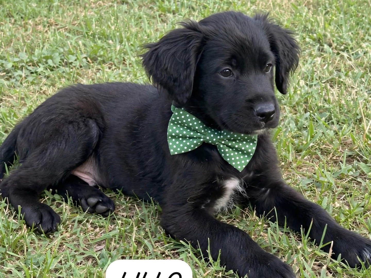 Adozione cane, maschio, Razza sconosciuta Razza sconosciuta, 3 mesi, taglia media, Cosenza