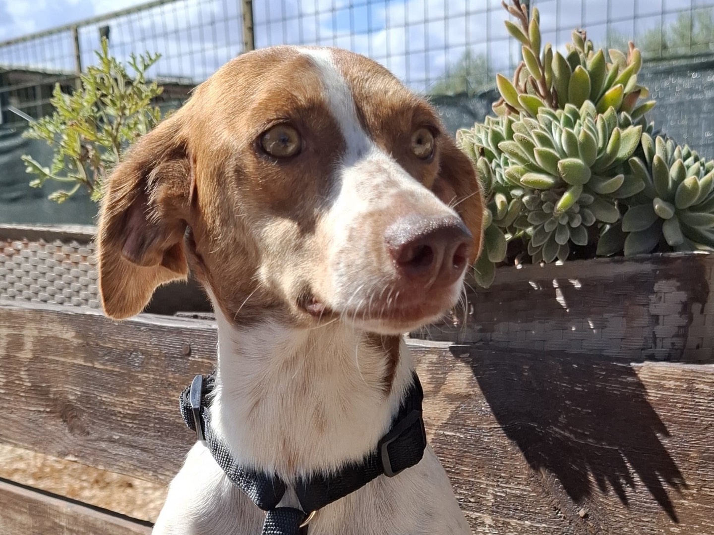 Vuoi adottare un cane a Foggia?
