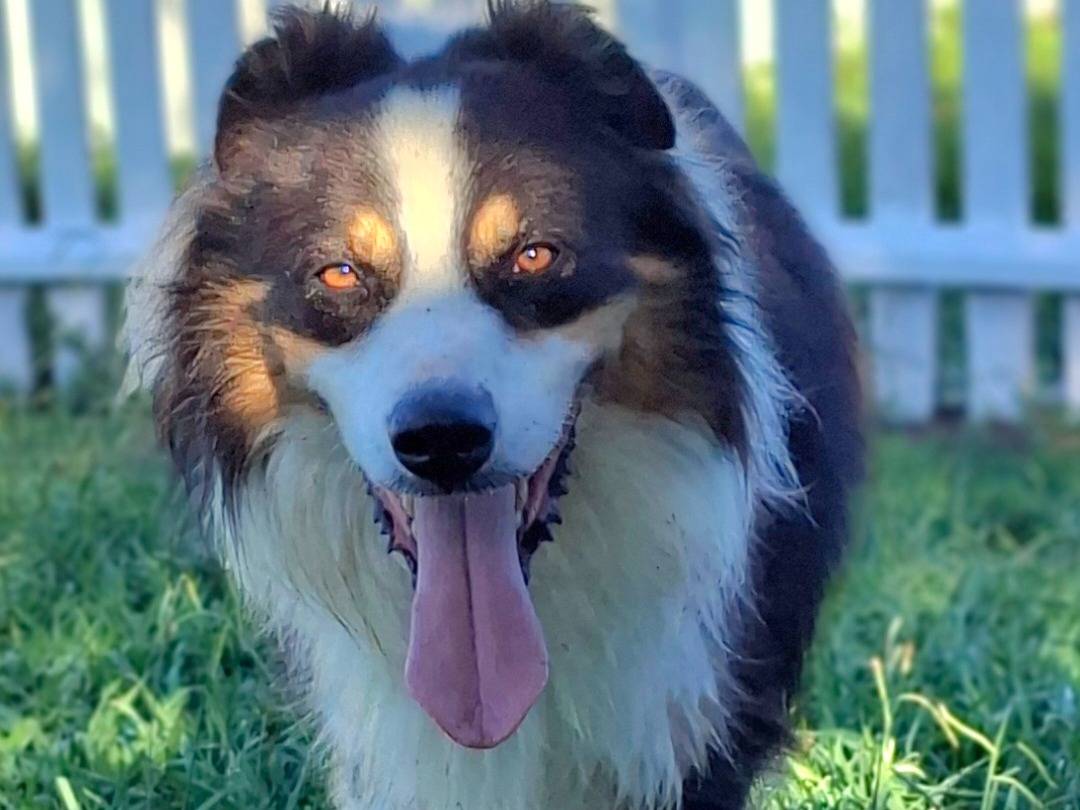 Adozione cane, maschio, Pastore australiano Razza sconosciuta, 7 anni e 7 mesi, taglia grande, La
