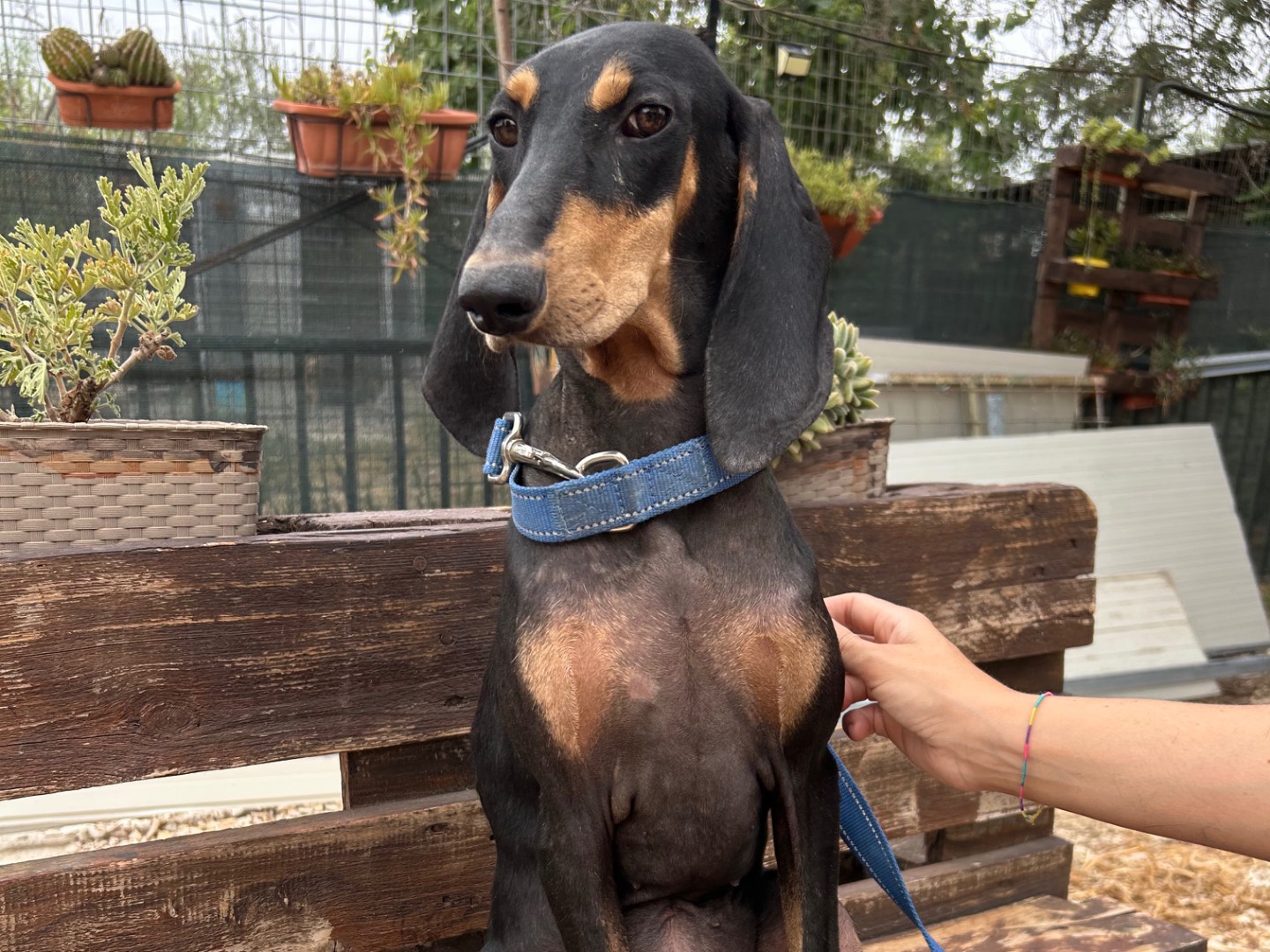 Adozione cane, femmina, Segugio Razza sconosciuta, 3 anni e 4 mesi, taglia media, Foggia