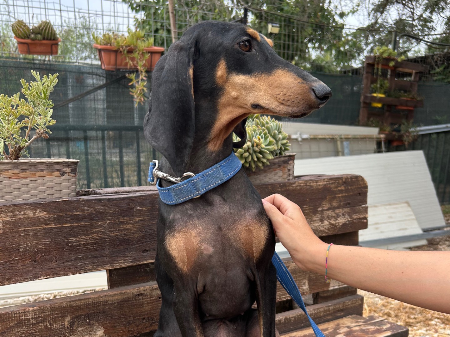 Adotta un cane, femmina, 3 anni e 4 mesi, Foggia