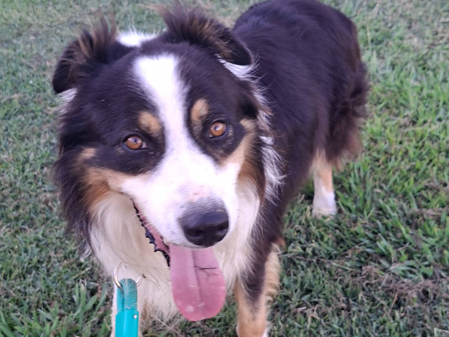Adotta un cane, maschio, 7 anni e 7 mesi, La