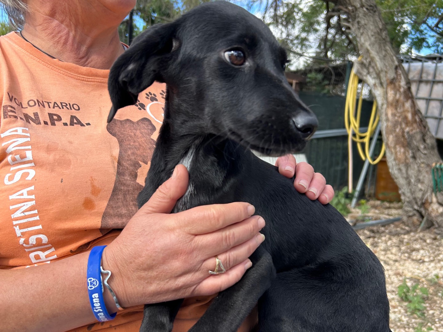 Adozione cane, femmina, Razza sconosciuta Razza sconosciuta, 4 mesi, taglia media, Foggia