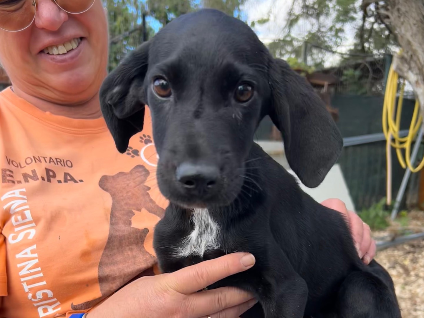 Adotta un cane, femmina, 4 mesi, Foggia