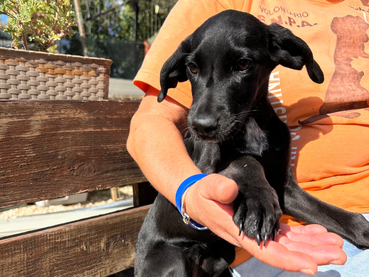 Adotta un cane, taglia media, femmina, Foggia