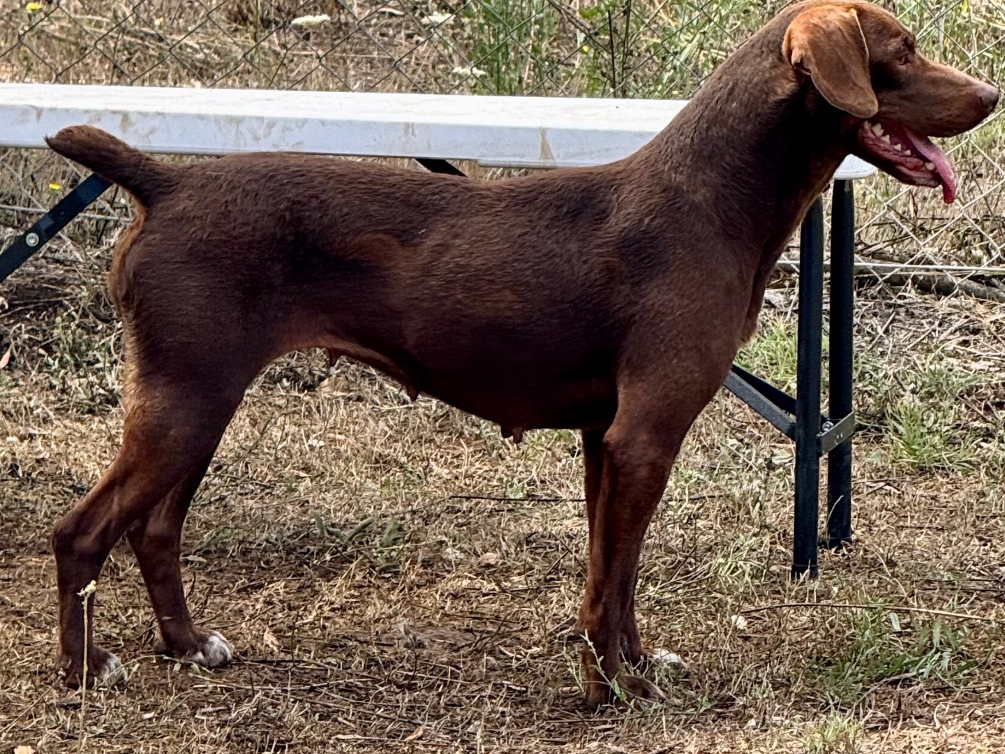 Adotta un cane, femmina, 1 anno e 7 mesi, Salerno