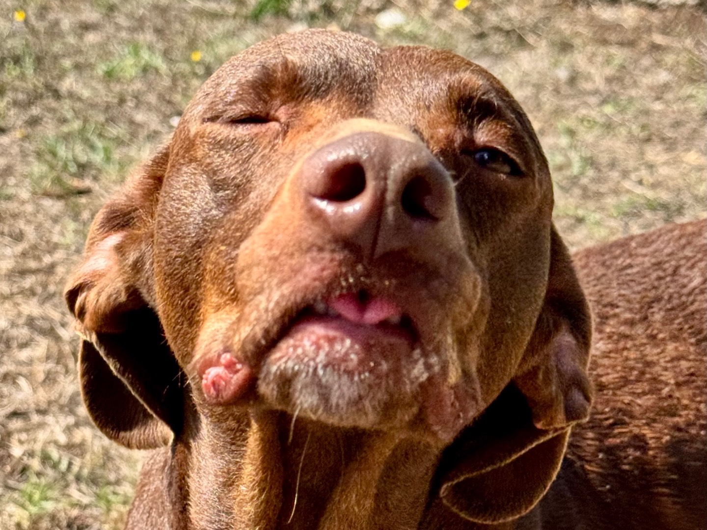 Adotta un cane, taglia media contenuta, femmina, Salerno