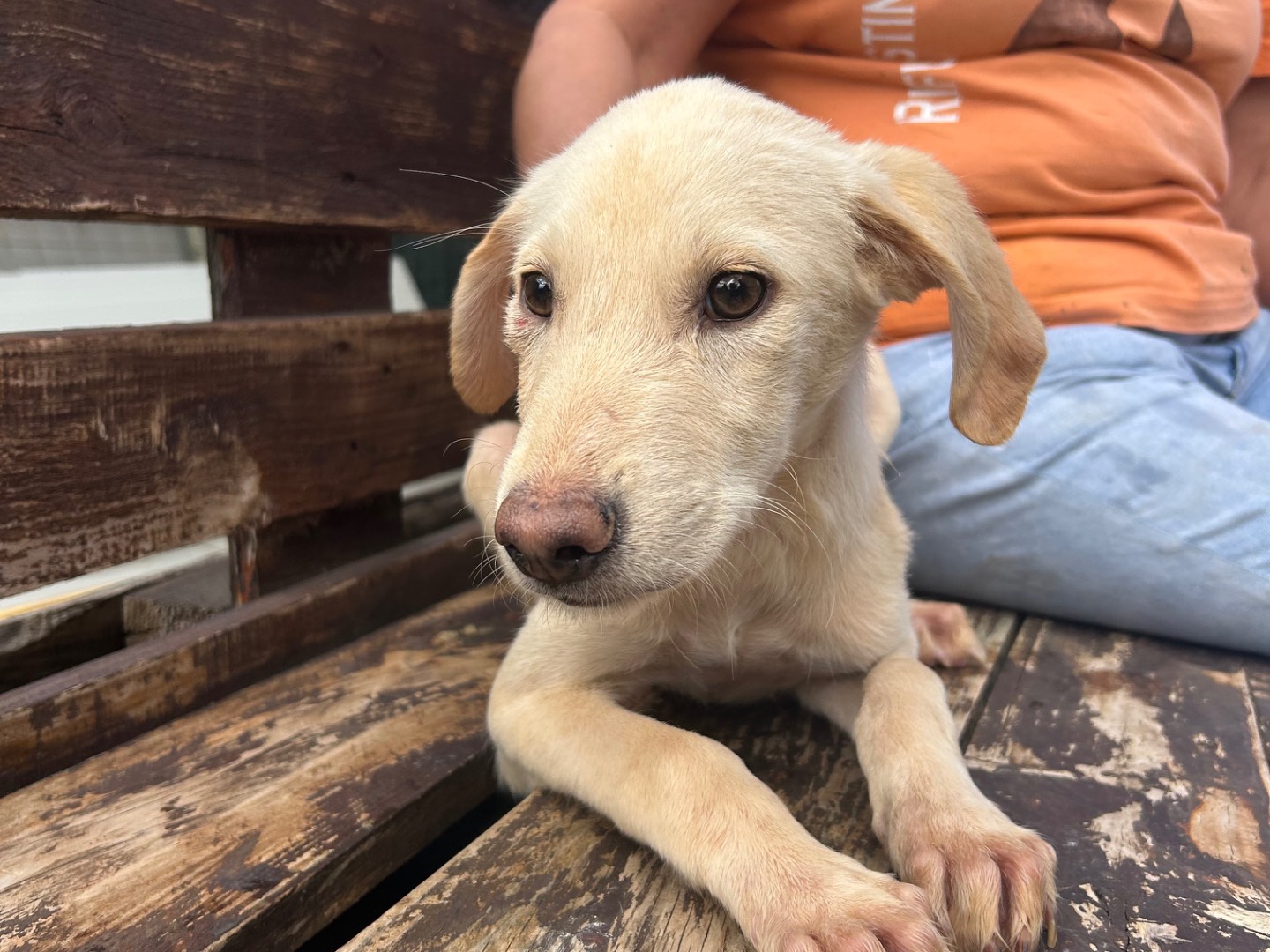 Adozione cane, femmina, Razza sconosciuta Razza sconosciuta, 5 mesi, taglia media, Foggia