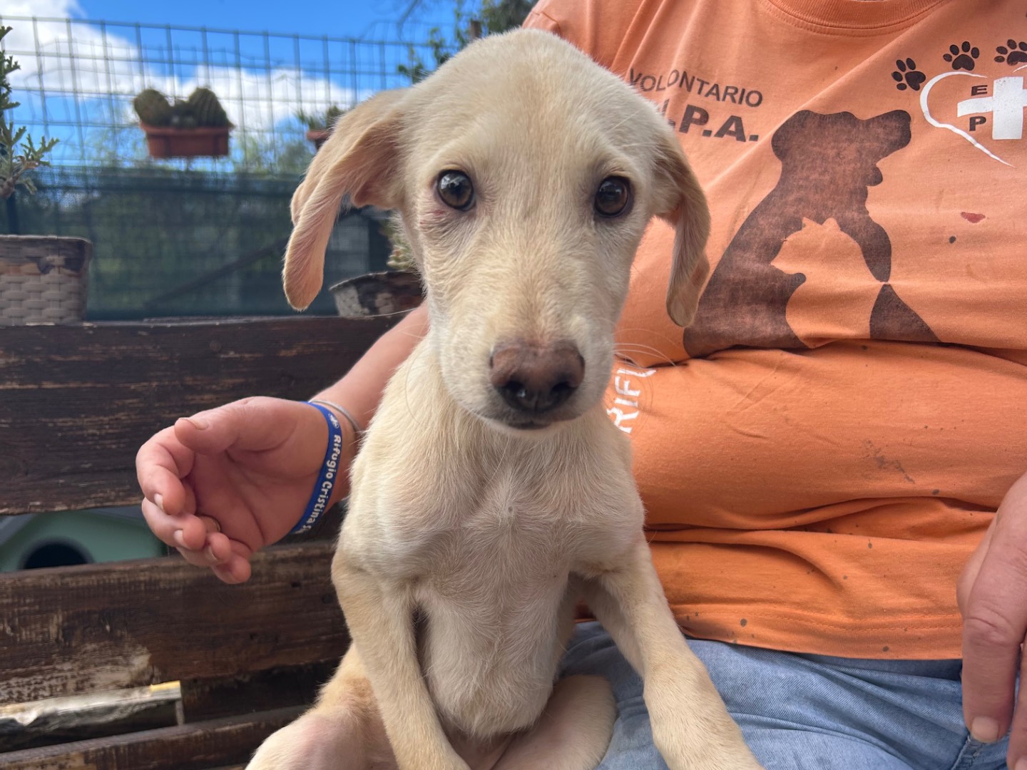 Adotta un cane, femmina, 5 mesi, Foggia