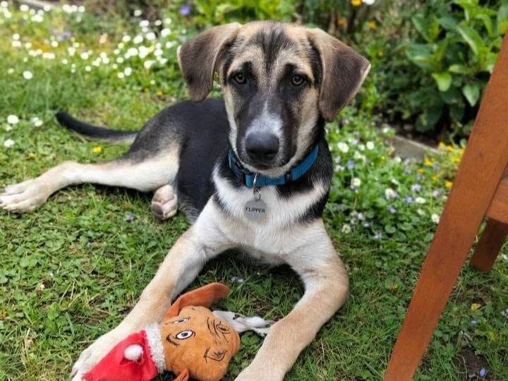 Vuoi adottare un cane a Siracusa?
