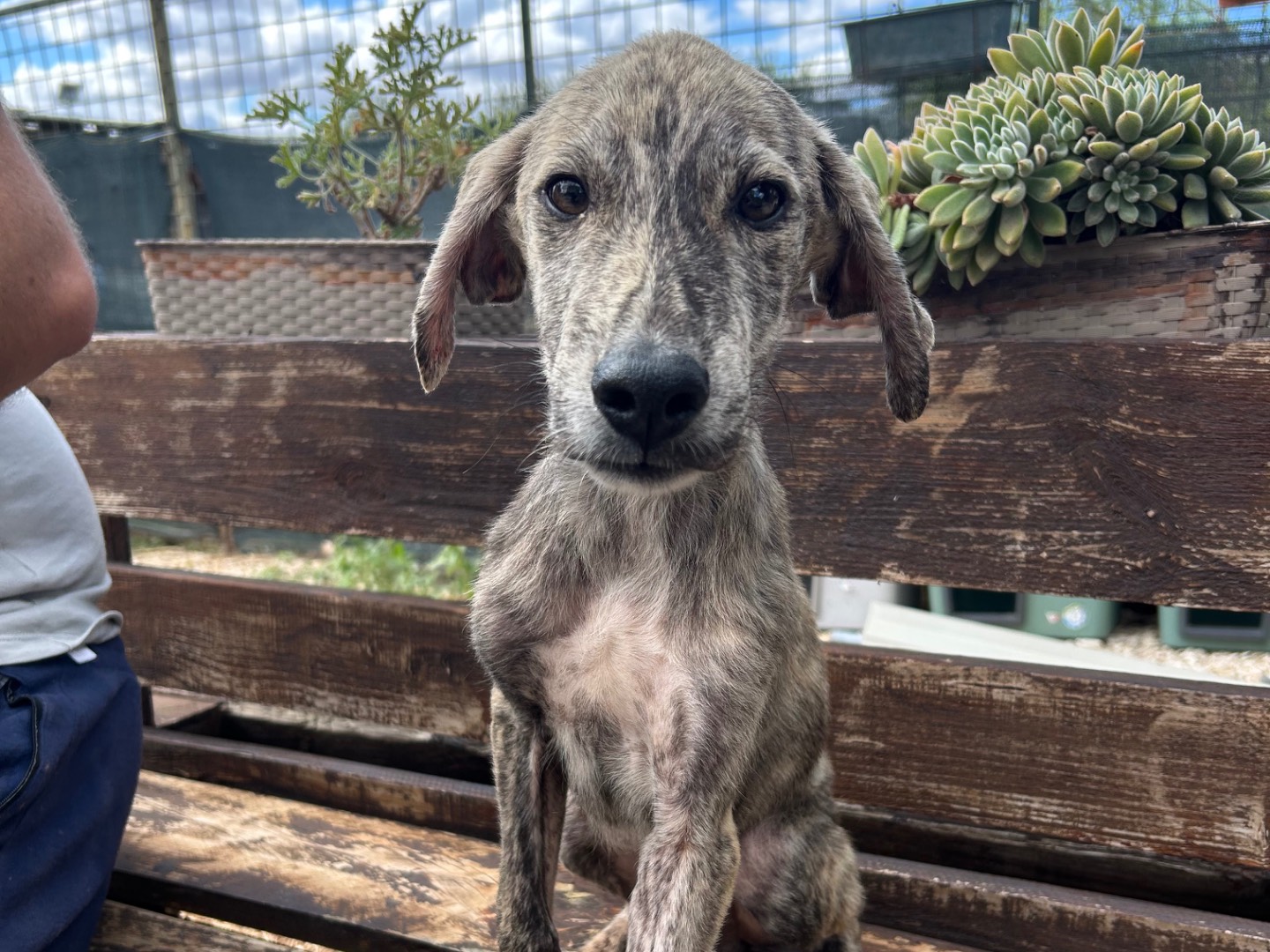 Adozione cane, maschio, Razza sconosciuta Razza sconosciuta, 5 mesi, taglia media, Foggia