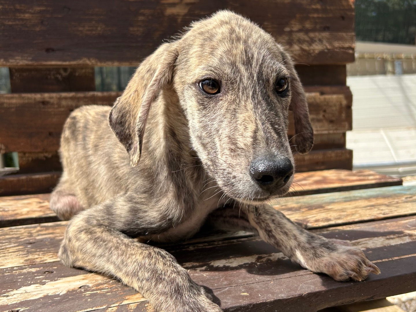 Adotta un cane, maschio, 5 mesi, Foggia