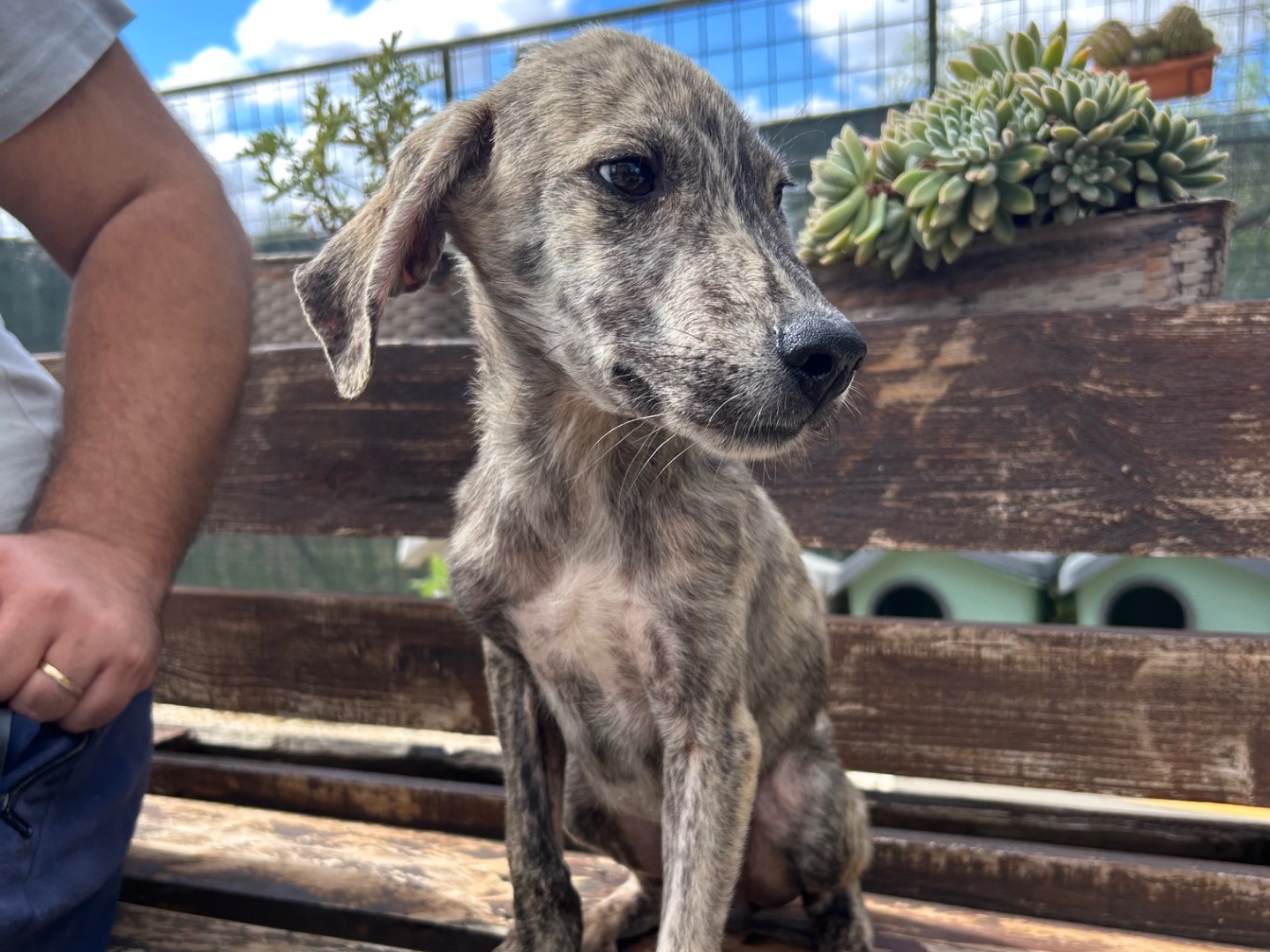 Adotta un cane, taglia media, maschio, Foggia