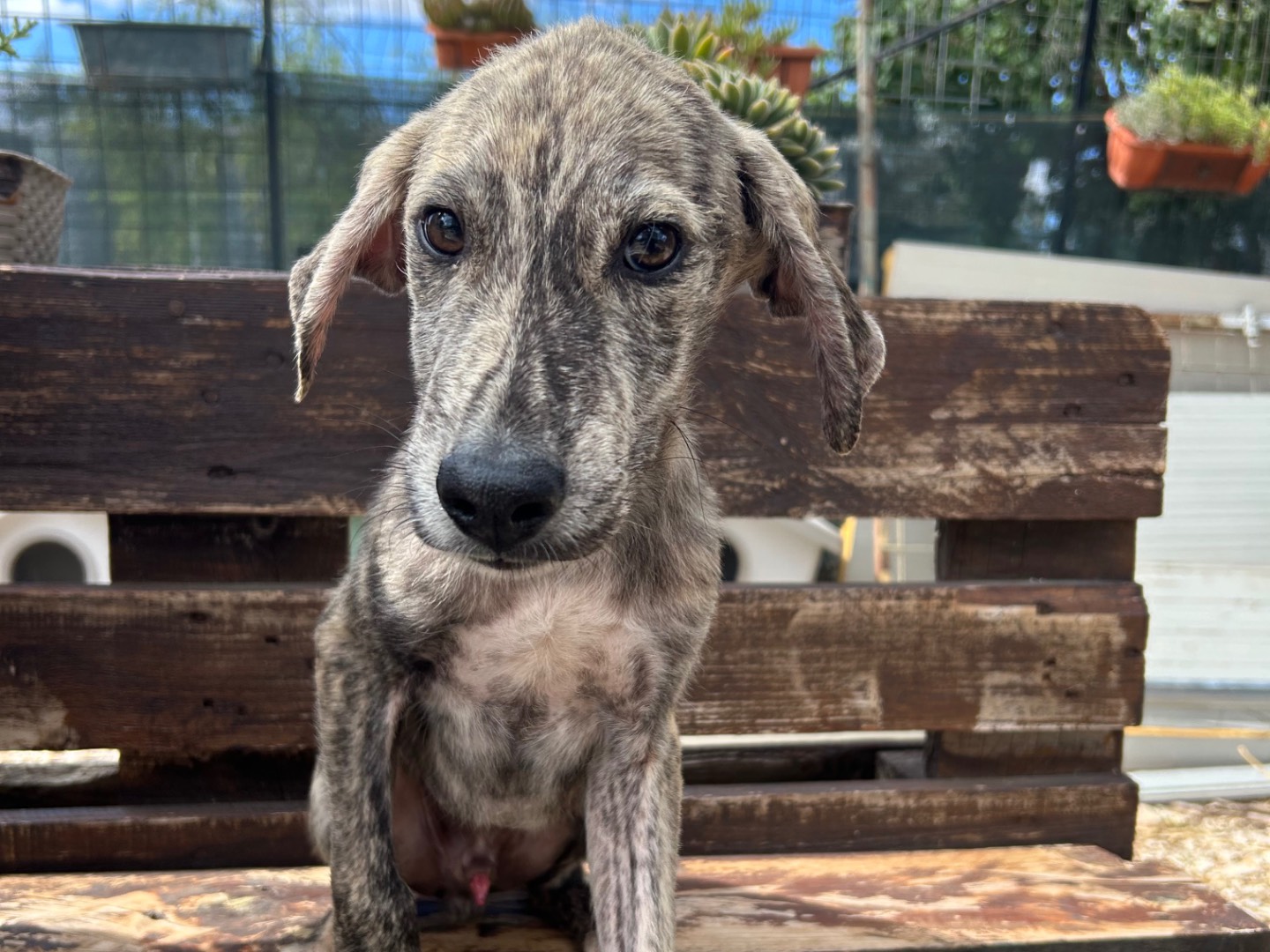 Vuoi adottare un cane a Foggia?