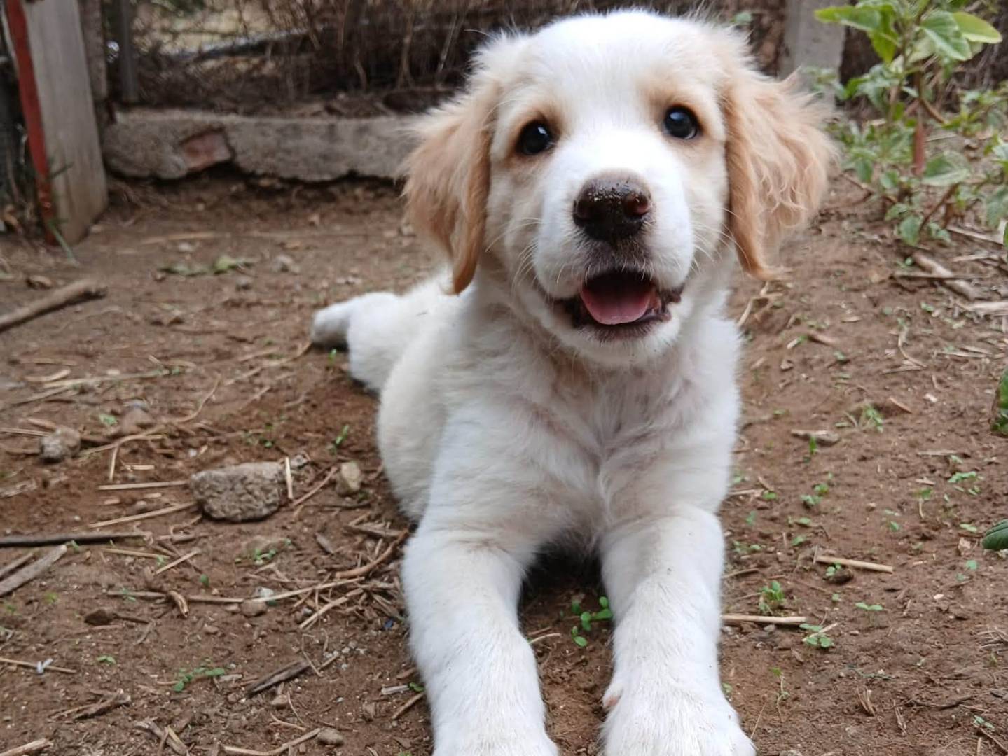 Adozione cane, maschio, Razza sconosciuta Razza sconosciuta, 3 mesi, taglia media, Siracusa